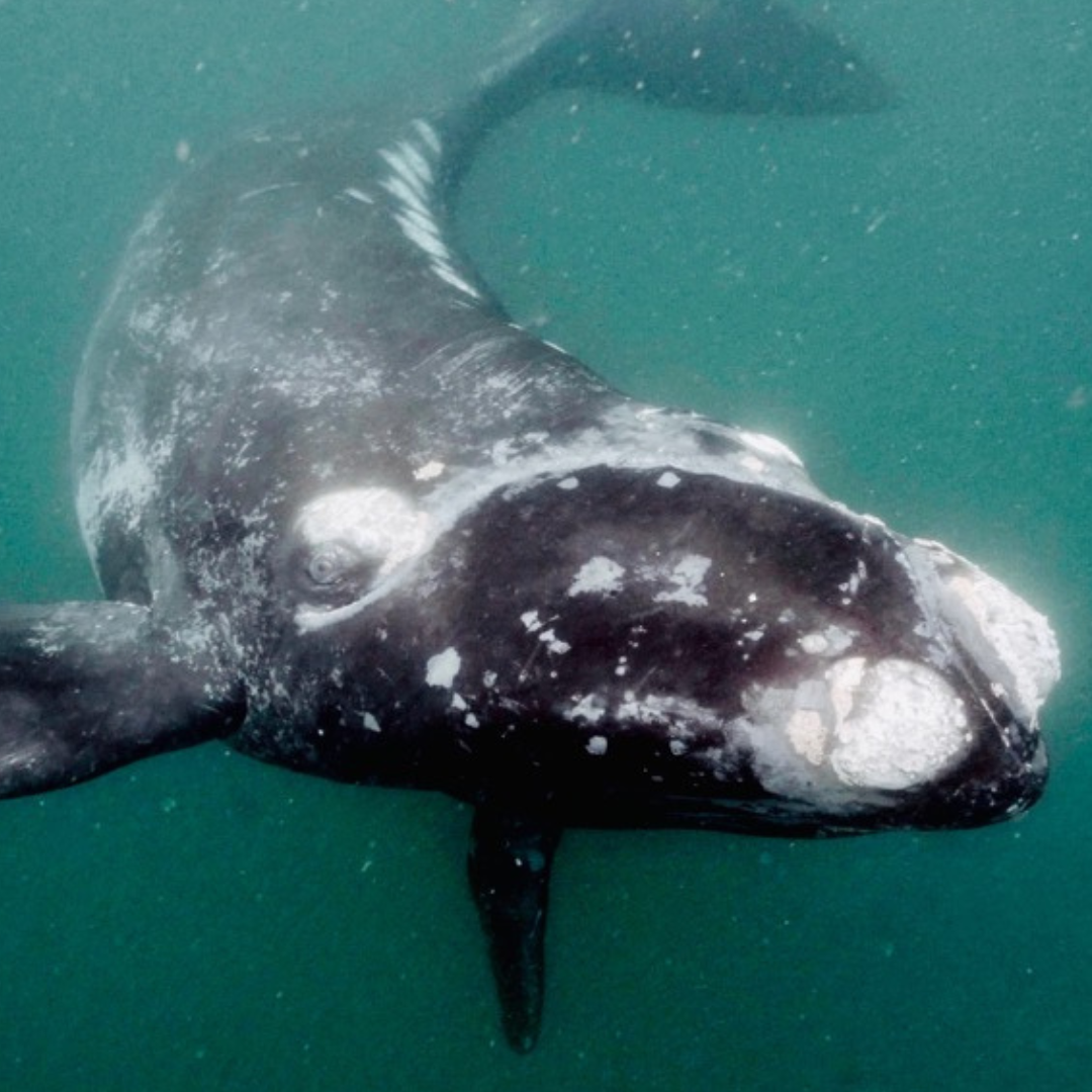 The Right Whale: Tales of Resilience & Hope | Film Screening - logo